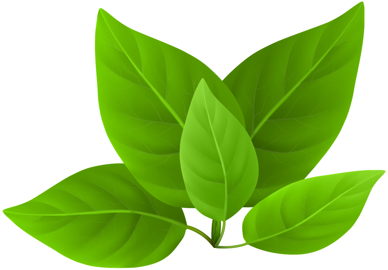 Green Leaves PNG Transparent Image
